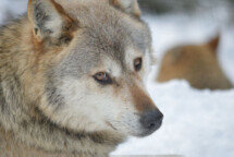 Alternativer Wolf- und Bärenpark