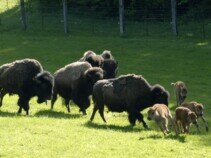 Juraparc Mont d’Orzeires