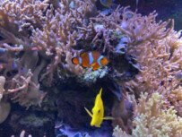 Albaquarium