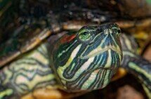 Albstadt - Albaquarium