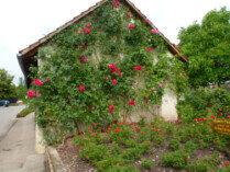 Rosendorf Nöggenschwiel