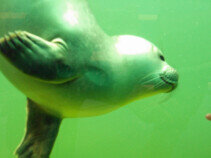 Seehundstation Norddeich