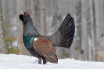 Nationalpark Bayerischer Wald