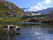 Grosser Sankt Bernhard